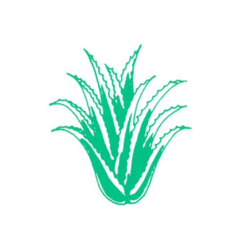 アロエベラ